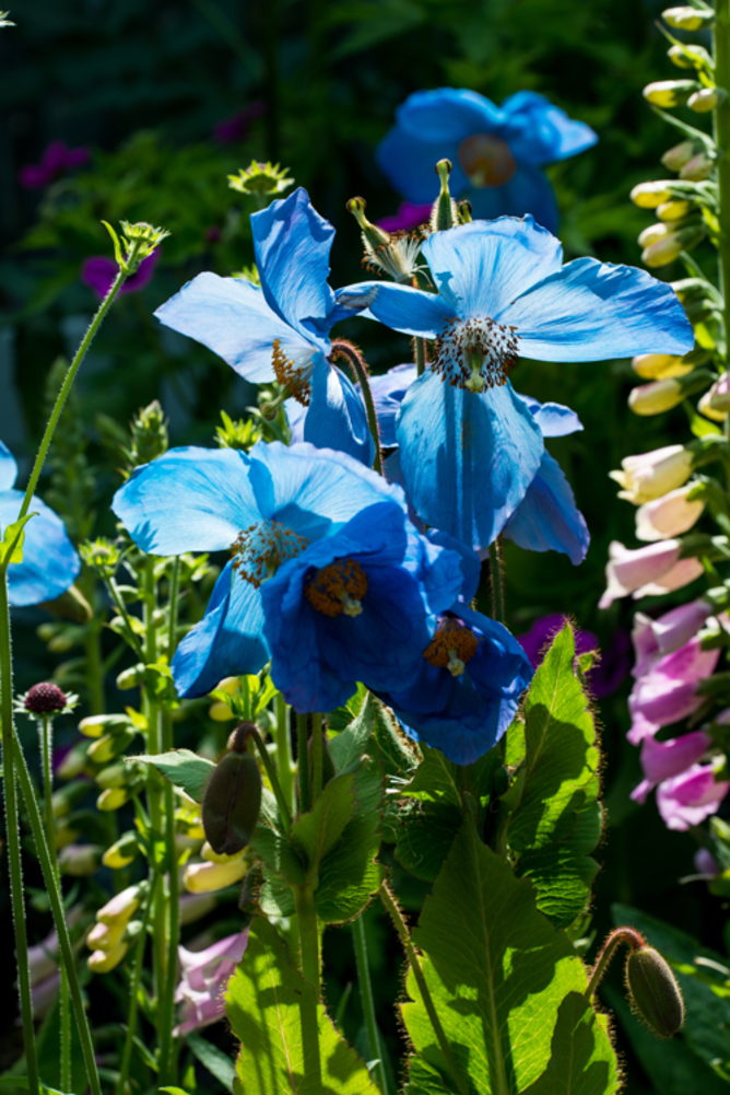 Clump of <i>Meconopsis</i> ‘Huntfield’. AJ.